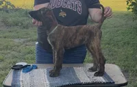 Light Blue Collar aka Lois, a female Afghan Hound for sale in Schulenburg, TX – 7 of 10