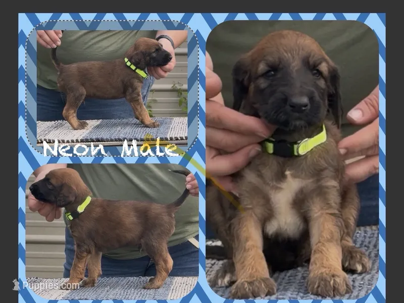 Neon collar aka Link – Afghan Hound puppy for sale in Schulenburg, TX