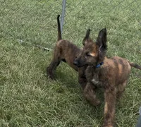 Blue Collar , a male Afghan Hound for sale in Schulenburg, TX – 8 of 10