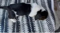 Buttons, a female Basset Hound for sale in Schulenburg, TX – 5 of 5