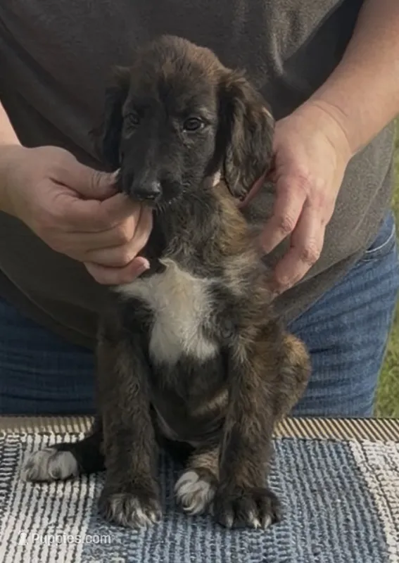 Purple Collar (Jade) – Afghan Hound puppy for sale in Schulenburg, TX