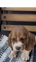 Pumpkin , a female Basset Hound for sale in Schulenburg, TX – 4 of 7