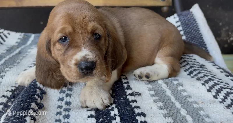 Clementine – Basset Hound puppy for sale in Schulenburg, TX
