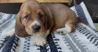 Clementine, a female Basset Hound for sale in Schulenburg, TX – 1 of 7