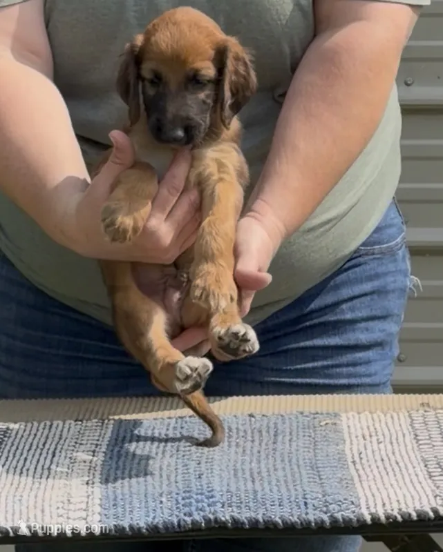 Red  Collar  – Afghan Hound puppy for sale in Schulenburg, TX