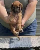 Red  Collar , a male Afghan Hound for sale in Schulenburg, TX – 1 of 6