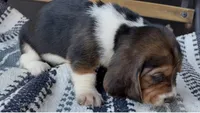 Mabel, a female Basset Hound for sale in Schulenburg, TX – 5 of 6