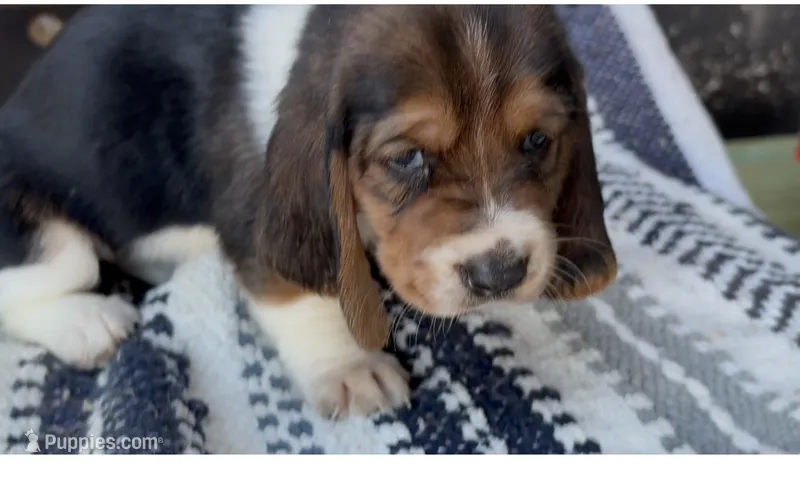 Mabel – Basset Hound puppy for sale in Schulenburg, TX