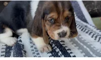 Mabel, a female Basset Hound for sale in Schulenburg, TX – 1 of 6