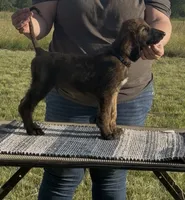 Blue Collar , a male Afghan Hound for sale in Schulenburg, TX – 3 of 6