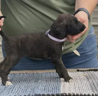 Purple Collar (Jade), a female Afghan Hound for sale in Schulenburg, TX – 3 of 5