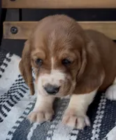 Pumpkin , a female Basset Hound for sale in Schulenburg, TX – 5 of 7