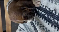 Magnolia , a female Basset Hound for sale in Schulenburg, TX – 6 of 8