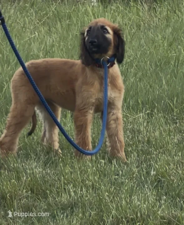 Illusion – Afghan Hound puppy for sale in Schulenburg, TX