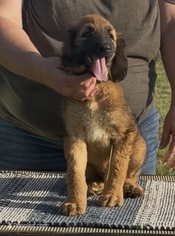 Neon collar aka Link – Afghan Hound puppy for sale in Schulenburg, TX