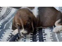 Magnolia , a female Basset Hound for sale in Schulenburg, TX – 4 of 8