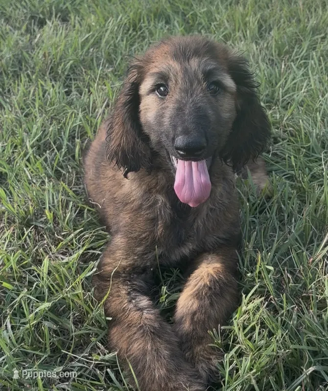 Blue Collar  – Afghan Hound puppy for sale in Schulenburg, TX