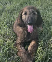 Blue Collar , a male Afghan Hound for sale in Schulenburg, TX – 2 of 10