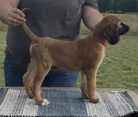 Illusion, a female Afghan Hound for sale in Schulenburg, TX – 3 of 6