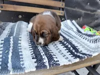 Eleanor, a female Basset Hound for sale in Schulenburg, TX – 9 of 9