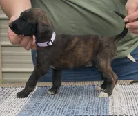 Purple Collar (Jade), a female Afghan Hound for sale in Schulenburg, TX – 4 of 5