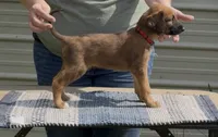 Red  Collar , a male Afghan Hound for sale in Schulenburg, TX – 4 of 6