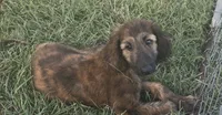 Blue Collar , a male Afghan Hound for sale in Schulenburg, TX – 3 of 10