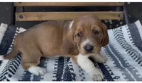 Clementine, a female Basset Hound for sale in Schulenburg, TX – 3 of 7