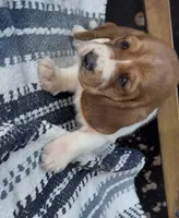 Pumpkin , a female Basset Hound for sale in Schulenburg, TX – 3 of 7
