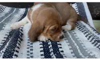 Clementine, a female Basset Hound for sale in Schulenburg, TX – 7 of 7