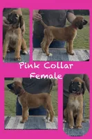 Illusion, a female Afghan Hound for sale in Schulenburg, TX – 6 of 6