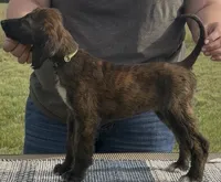 Green  Collar (Minnow), a female Afghan Hound for sale in Schulenburg, TX – 3 of 5