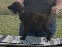 Light Blue Collar aka Lois, a female Afghan Hound for sale in Schulenburg, TX – 3 of 5
