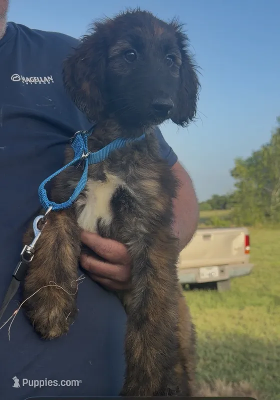 Light Blue Collar aka Lois – Afghan Hound puppy for sale in Schulenburg, TX