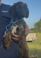 Light Blue Collar aka Lois, a female Afghan Hound for sale in Schulenburg, TX – 1 of 10