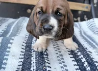 Eleanor, a female Basset Hound for sale in Schulenburg, TX – 4 of 9