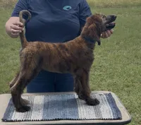 Blue Collar , a male Afghan Hound for sale in Schulenburg, TX – 9 of 10