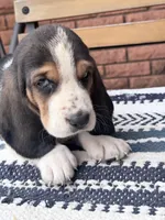 Arrow, a male Basset Hound for sale in Schulenburg, TX – Photo 2 of 6