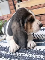 Arrow, a male Basset Hound for sale in Schulenburg, TX – Photo 4 of 6