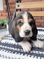 Arrow, a male Basset Hound for sale in Schulenburg, TX – Photo 3 of 6