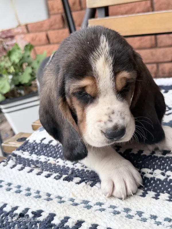 Arrow – Basset Hound puppy for sale in Schulenburg, TX