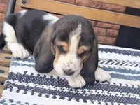 Arrow, a male Basset Hound for sale in Schulenburg, TX – Photo 5 of 6