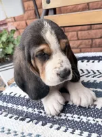 Arrow, a male Basset Hound for sale in Schulenburg, TX – Photo 6 of 6