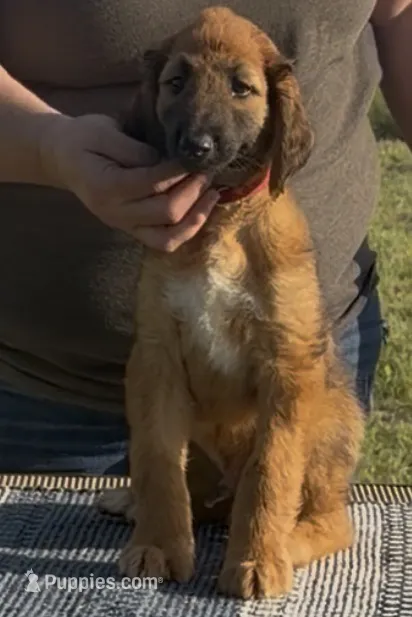 Red  Collar  – Afghan Hound puppy for sale in Schulenburg, TX