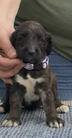 Purple Collar (Jade), a female Afghan Hound for sale in Schulenburg, TX – 2 of 5
