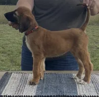 Illusion, a female Afghan Hound for sale in Schulenburg, TX – 2 of 6