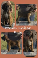Brown collar aka Link, a male Afghan Hound for sale in Schulenburg, TX – 4 of 5