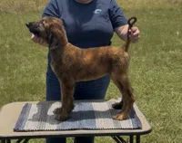 Blue Collar , a male Afghan Hound for sale in Schulenburg, TX – 7 of 10
