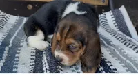 Mabel, a female Basset Hound for sale in Schulenburg, TX – 3 of 6