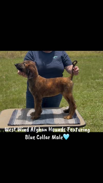 Blue Collar , a male Afghan Hound for sale in Schulenburg, TX – 10 of 10
